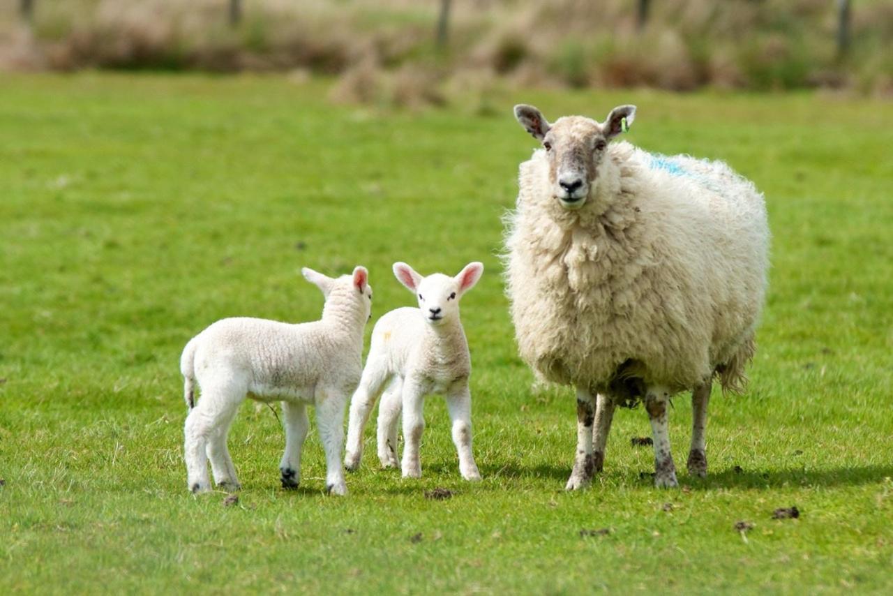 Willow House Bed & Breakfast And Orchard Studios Self Catering Limavady Luaran gambar